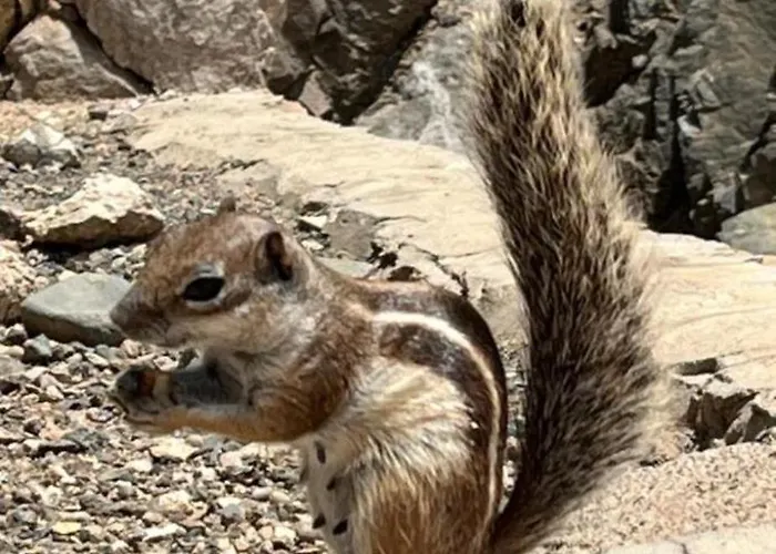 Appartamento 106 Torres Del Castillo, Fuerteventura *