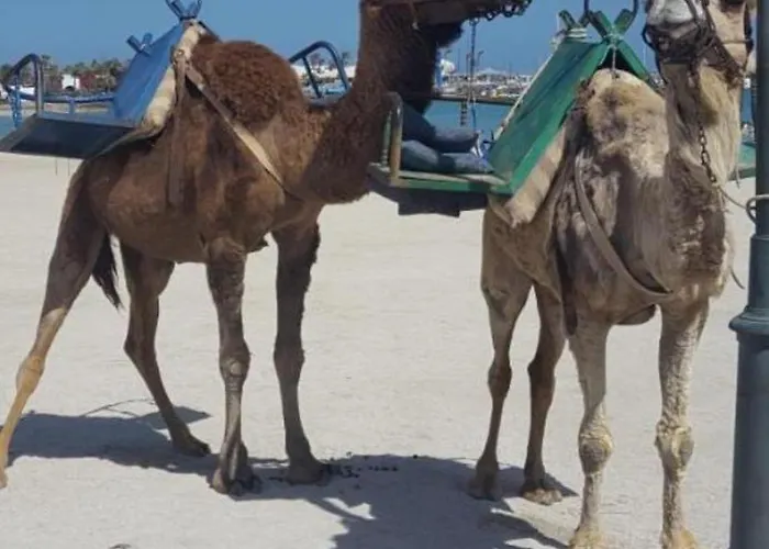 Appartamento 106 Torres Del Castillo, Fuerteventura Costa De Antigua